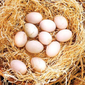 purebred Regular Grey hatching eggs