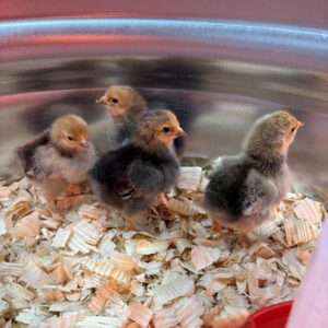buff brahma chicks for sale